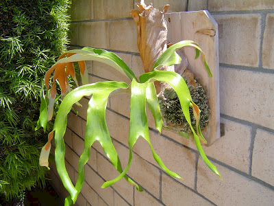 Platycerium African Oddity hybrid